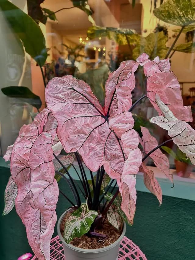 Caladium aux feuilles roses nervurées en vitrine