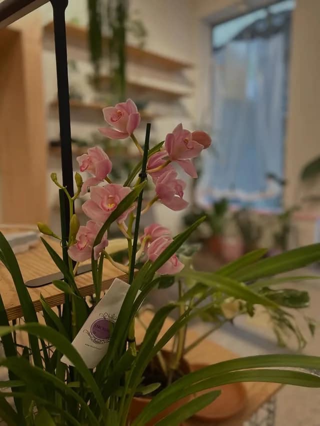 Orchidée Cymbidium aux fleurs roses dans la boutique
