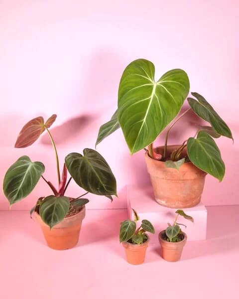 Collection de petites plantes d’intérieur