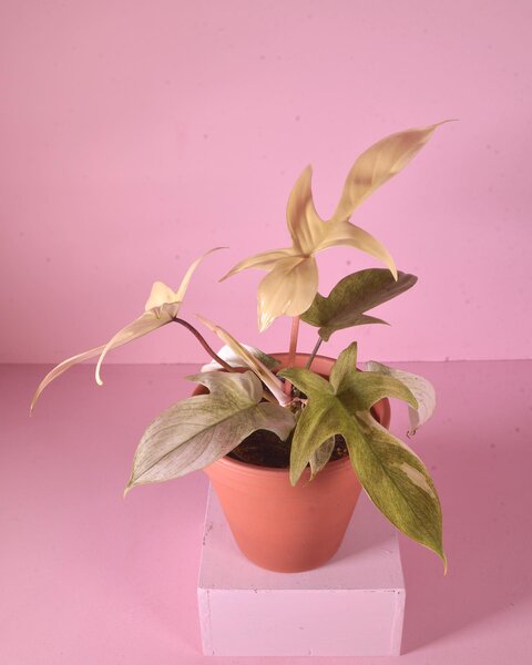 Plante aux feuilles dorées