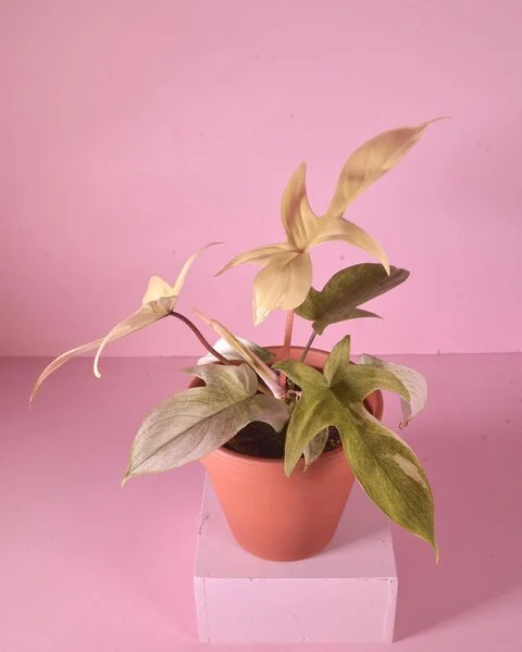 Plante aux feuilles dorées