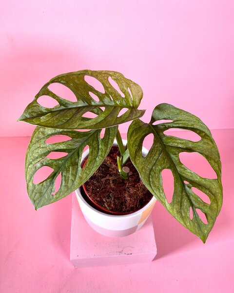 Monstera aux feuilles trouées