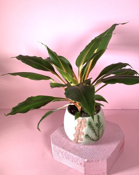 Plante en pot décoratif