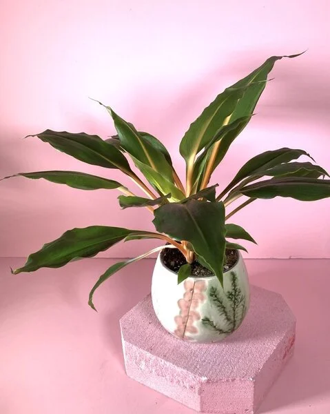 Plante en pot décoratif